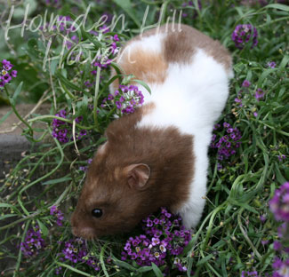 Chocolate Dream- Chocolate Tortoiseshell and White (Banded) Shorthaired